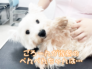 血液検査と健康チェック！